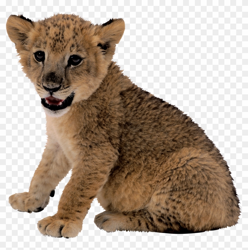 Small Lion Png Image - Lion Cub Transparent Background Clipart