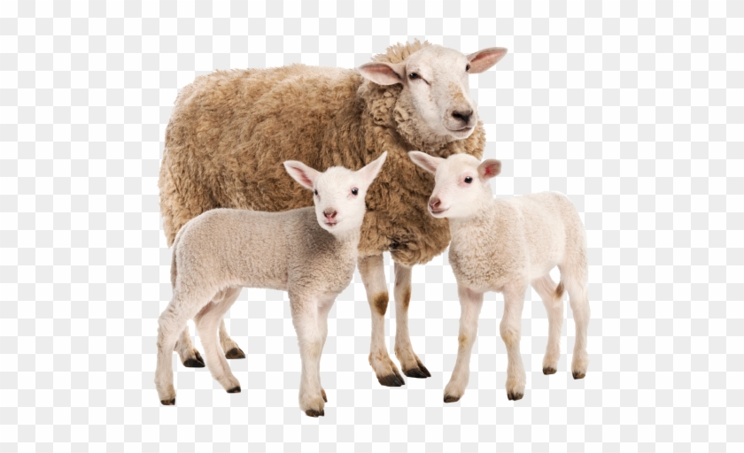 Sheep And Cubs - Suffolk Sheep Png Clipart