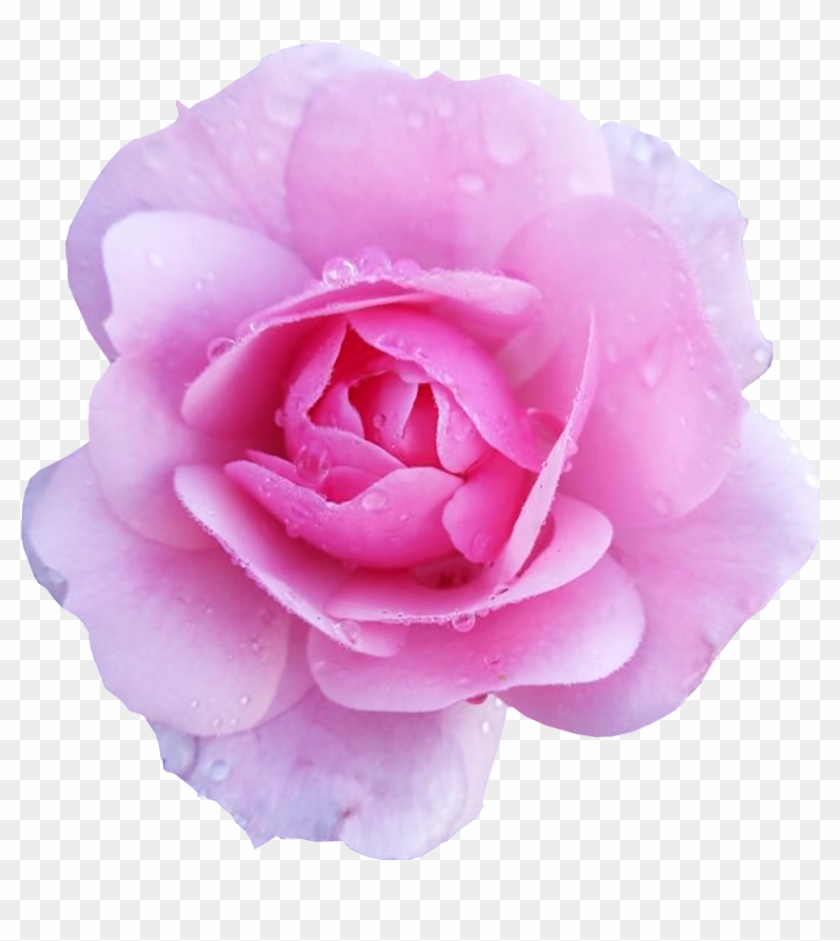Pink Flower Transpa Background - Flower With No Background Clipart