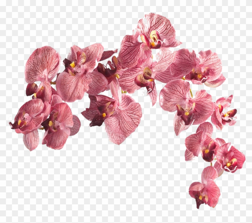 Real Flower Pink Png Clipart #298002