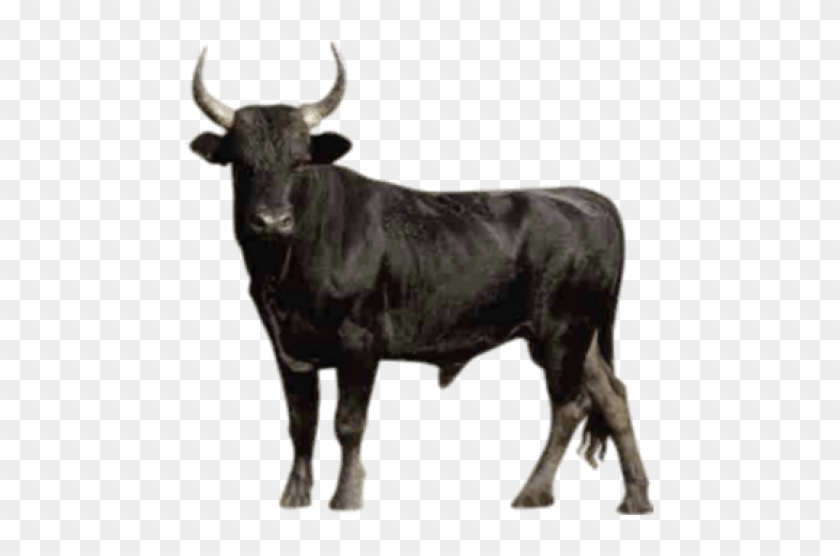 Bull Png Transparent Images - Bull Png Clipart #298205