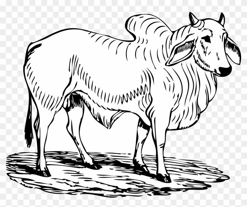 This Free Icons Png Design Of Brahma Bull Clipart #298422