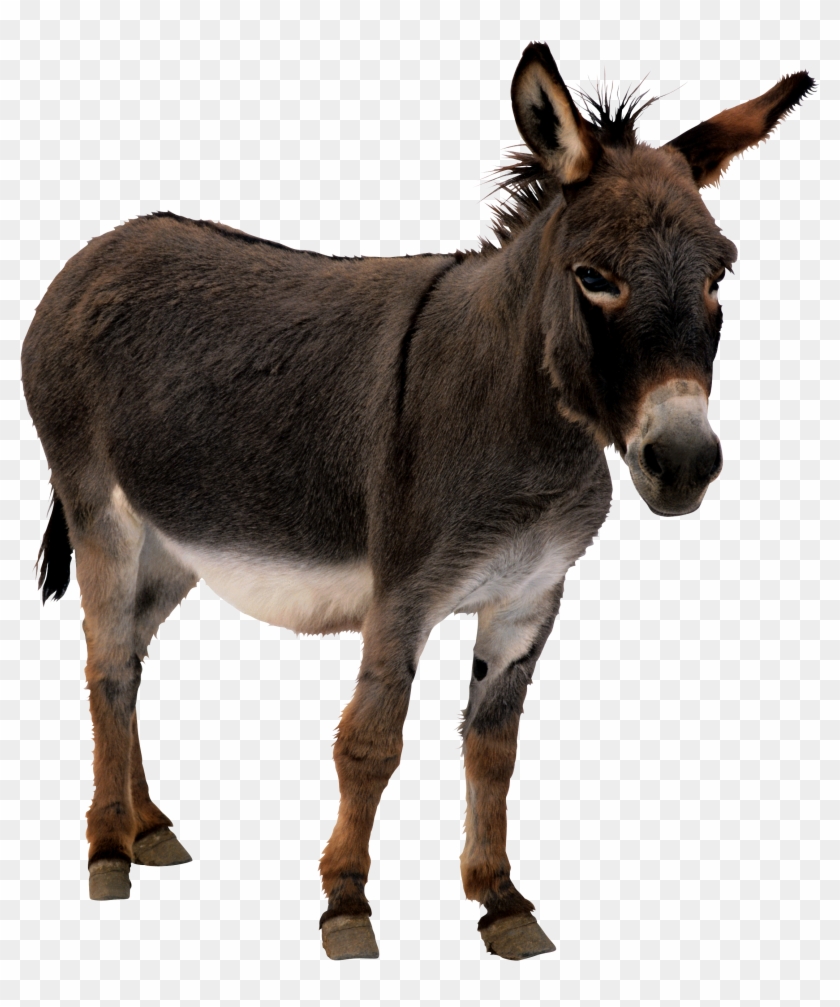 Donkey Png Clipart #299398