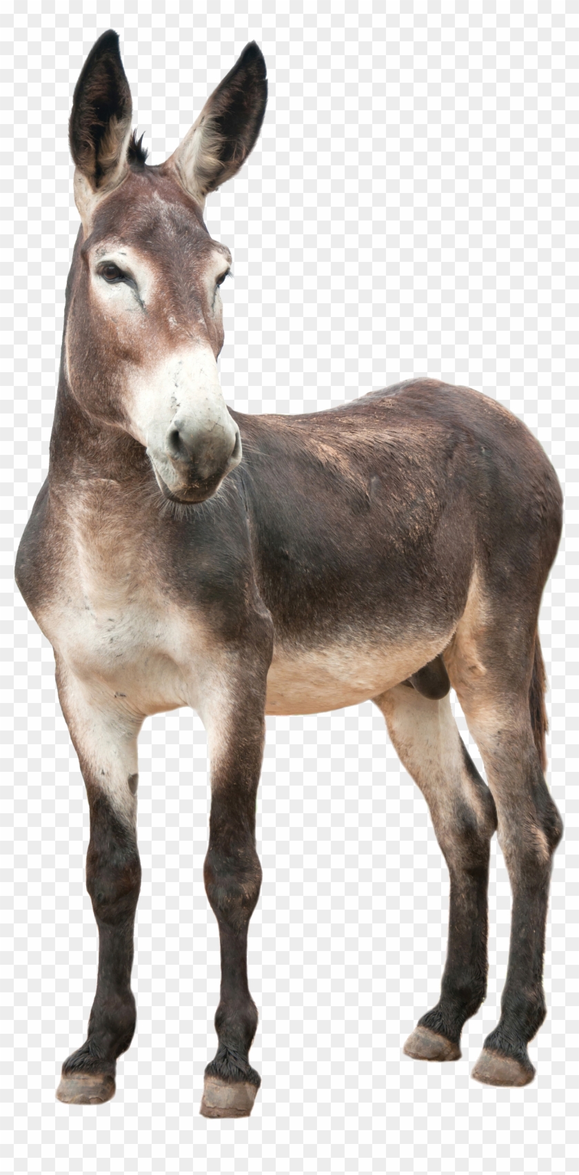 Donkey, Ass Png - Donkey Png Clipart #299457