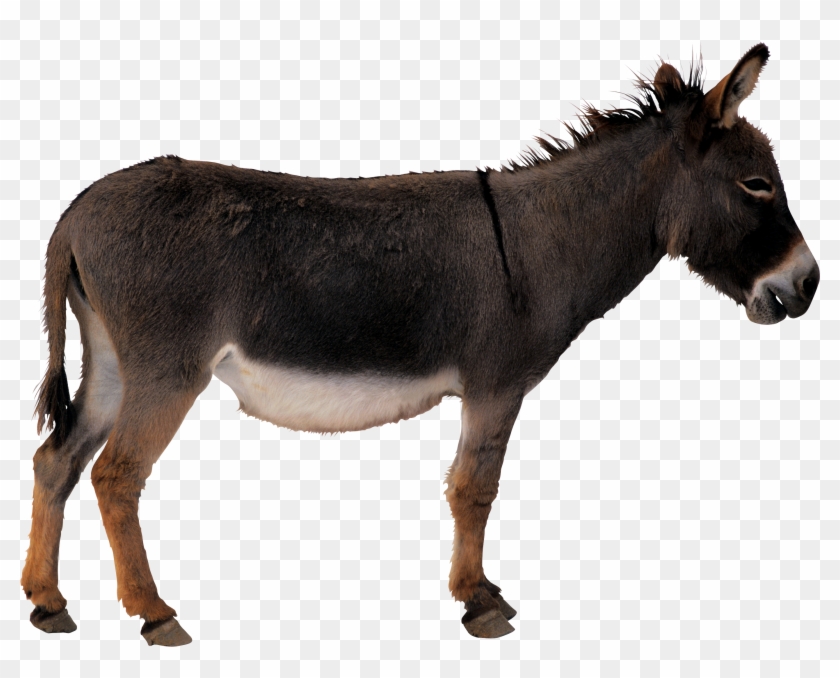 Donkey Png Clipart #299478