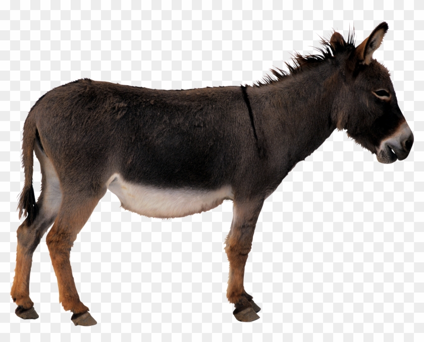 Donkey Png Clipart