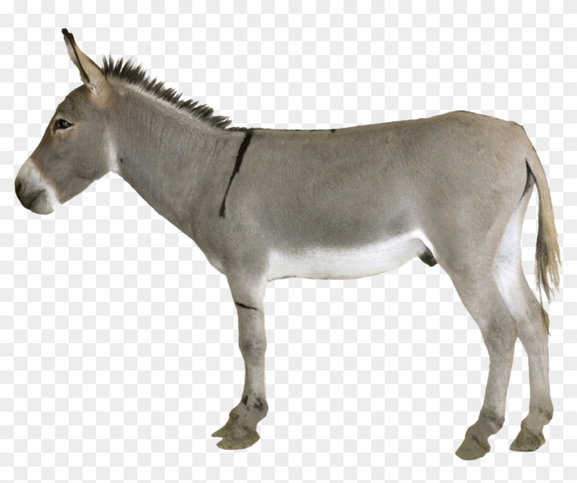 Donkey Png Transparent - Donkey Png Clipart #299502