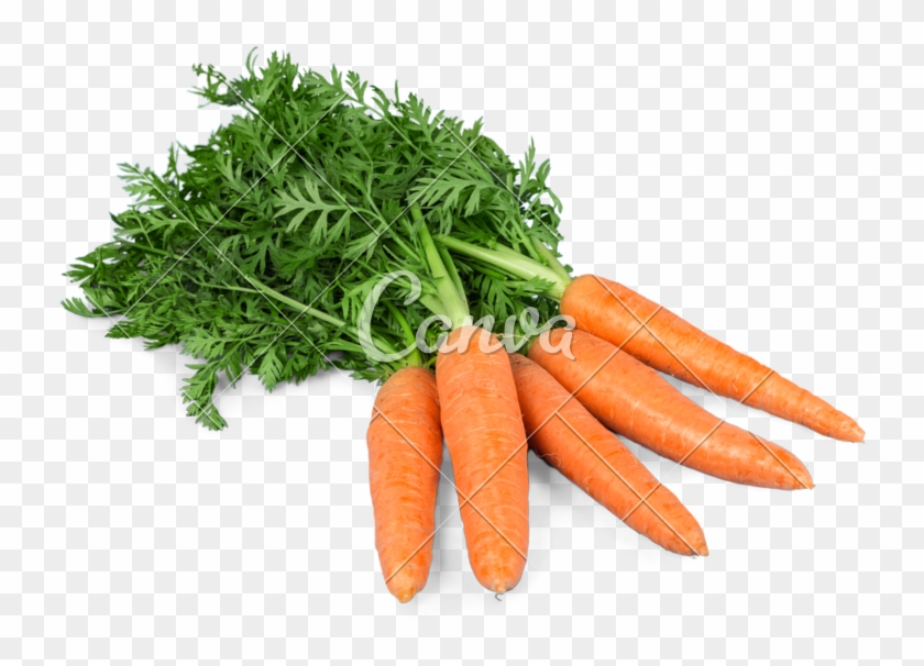 Carrot Vector Bunch - Zanahoria Fresca Clipart