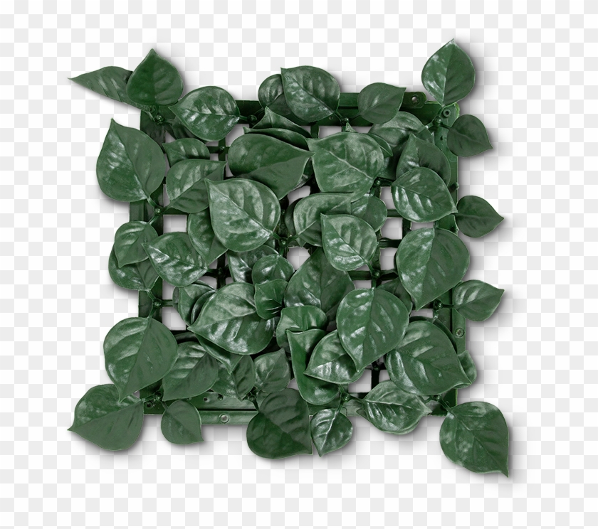 Heart Leaf Artificial Hedge - Crystal Clipart #2901806