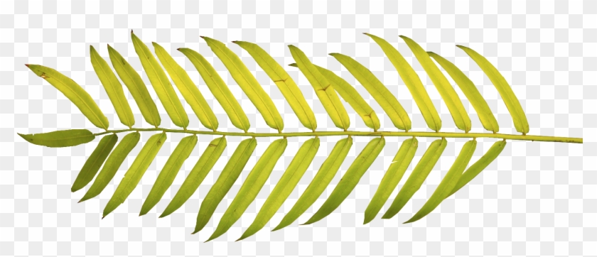 Watercolor Palm Leaves Png , Png Download - Watercolor Tropical Leaves Png Clipart #2901863