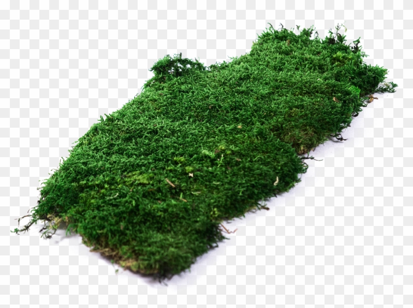 1 - Moss Transparent Background Clipart
