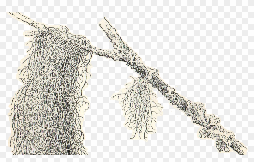 Spanish Moss Botanical Illustration Clipart