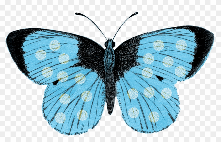 Butterfly It's Amazing How Perfect The Circles Are - Limenitis Clipart #2902909