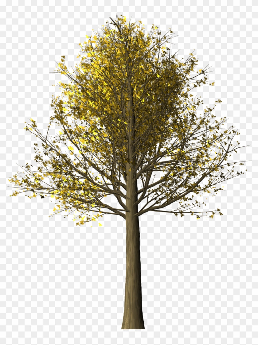 Tree Maple Maple Tree Png Image - Maple Clipart