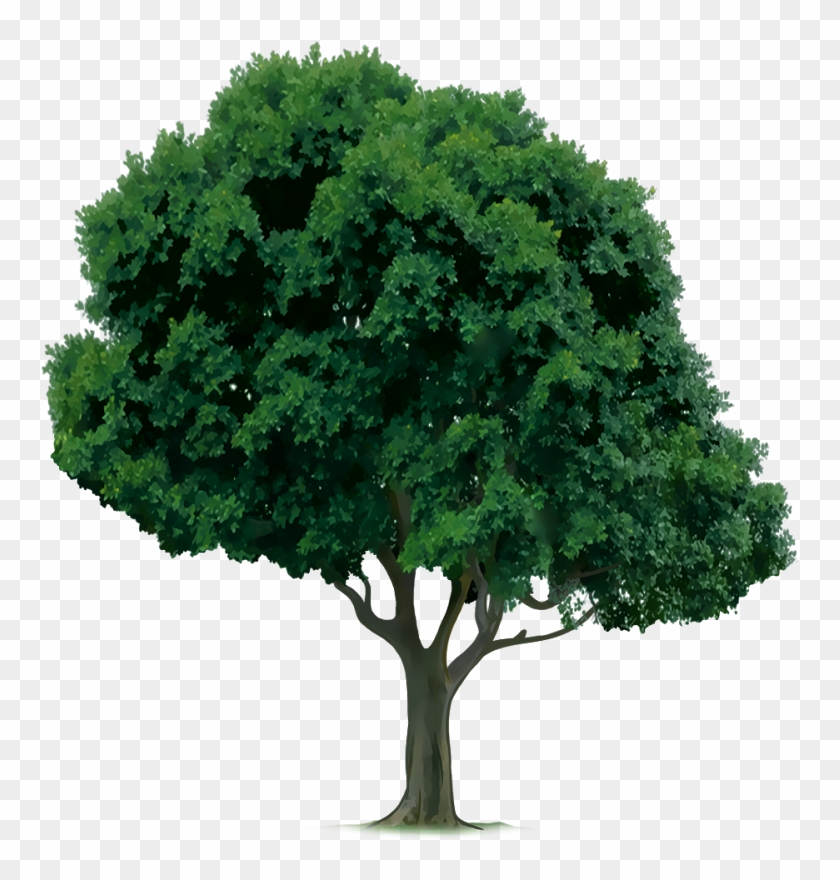 Crop Tree Png - Drawings Of Trees Clipart