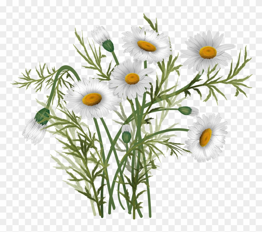 Vector Bouquet Daisies - Oxeye Daisy Clipart #2907890