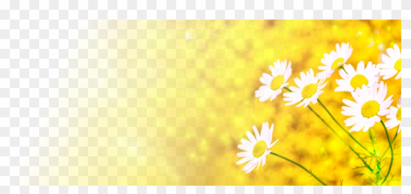Banner-daisies Clipart #2908132