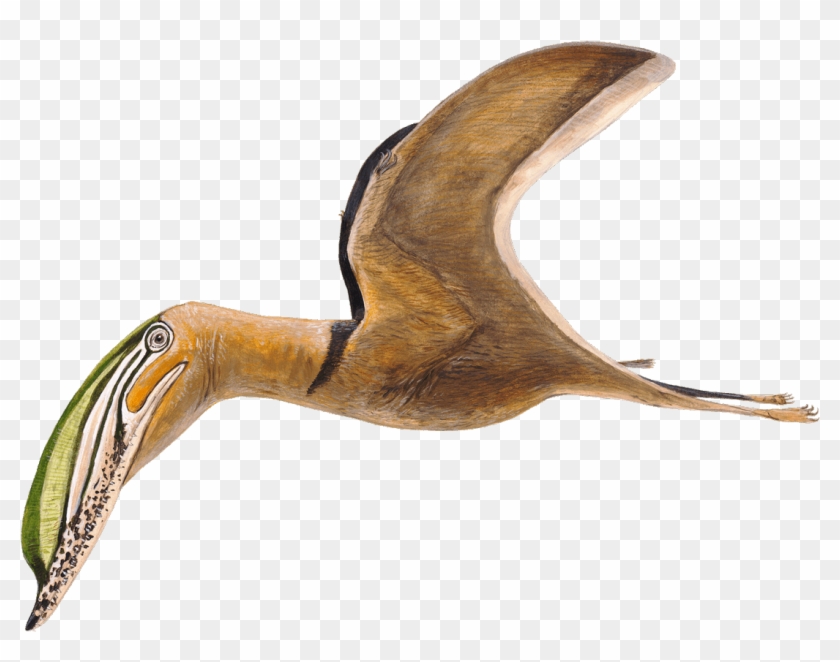 Iberodactlyus Is One Of Only A Few - Black Skimmer Clipart