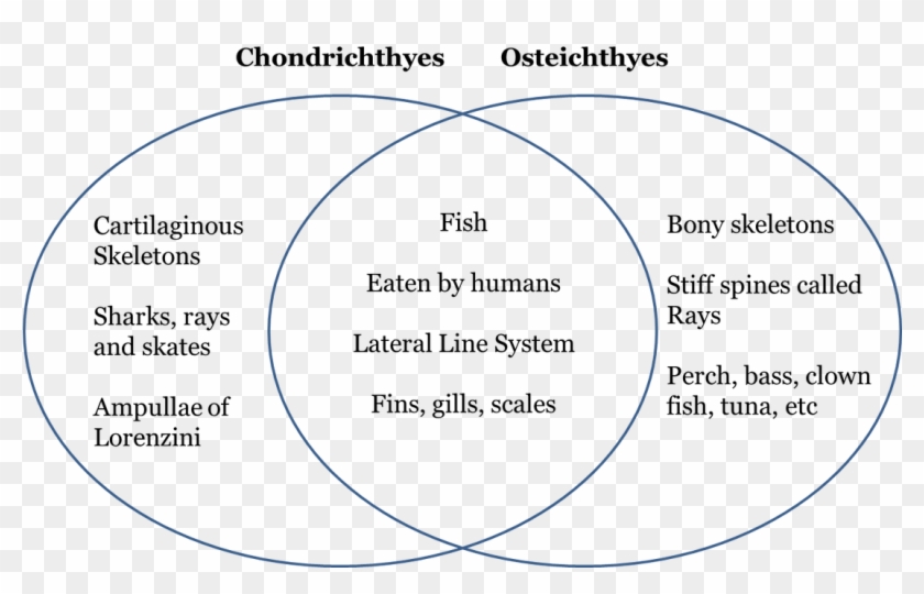 Venn Diagram Of Chondrichthyes And Osteichthyes , Png - Venn Diagram Of Chondrichthyes And Osteichthyes Clipart #2909353