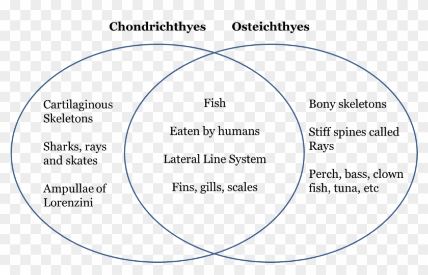 Venn Diagram Of Chondrichthyes And Osteichthyes , Png - Venn Diagram Of Chondrichthyes And Osteichthyes Clipart