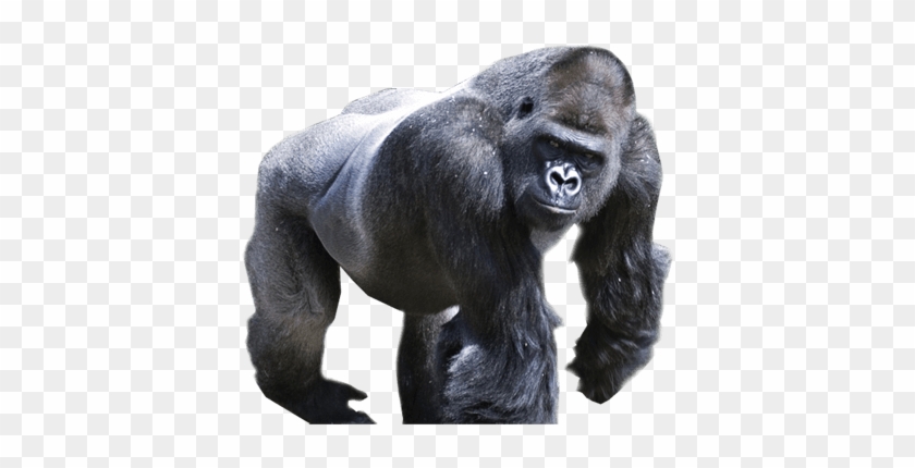 Download By Size - Gorilla Png Clipart #2912391