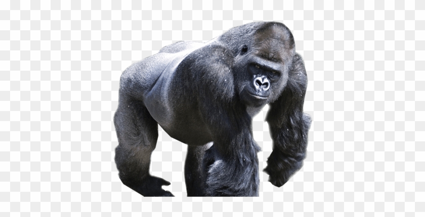 Download By Size - Gorilla Png Clipart