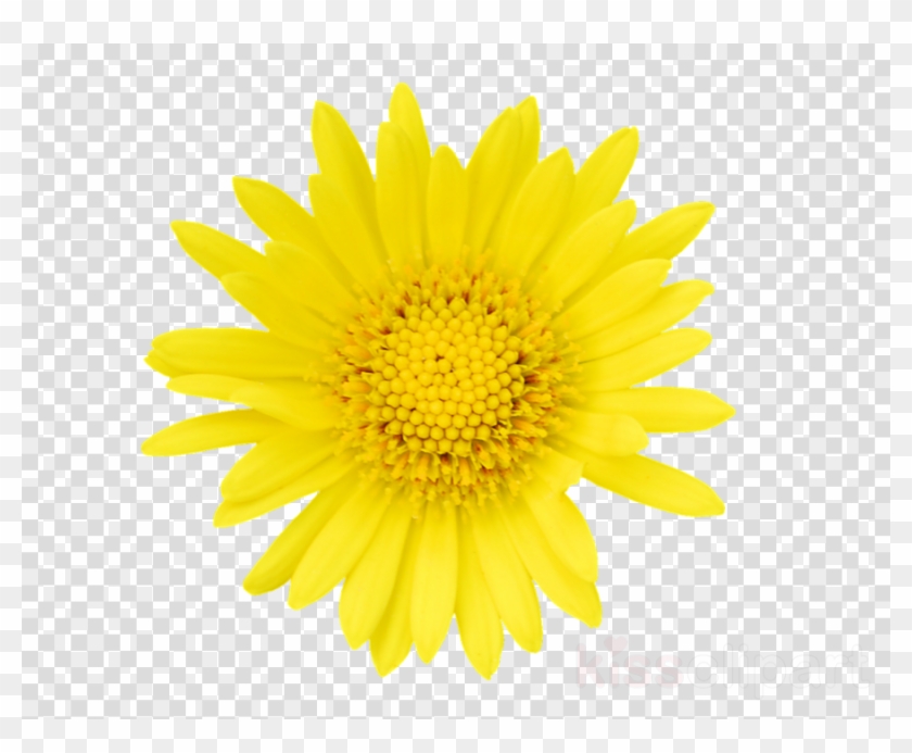 Tickseed Clipart Stock Photography Getty Images Flower - Apple Logo Png Grey Transparent Png