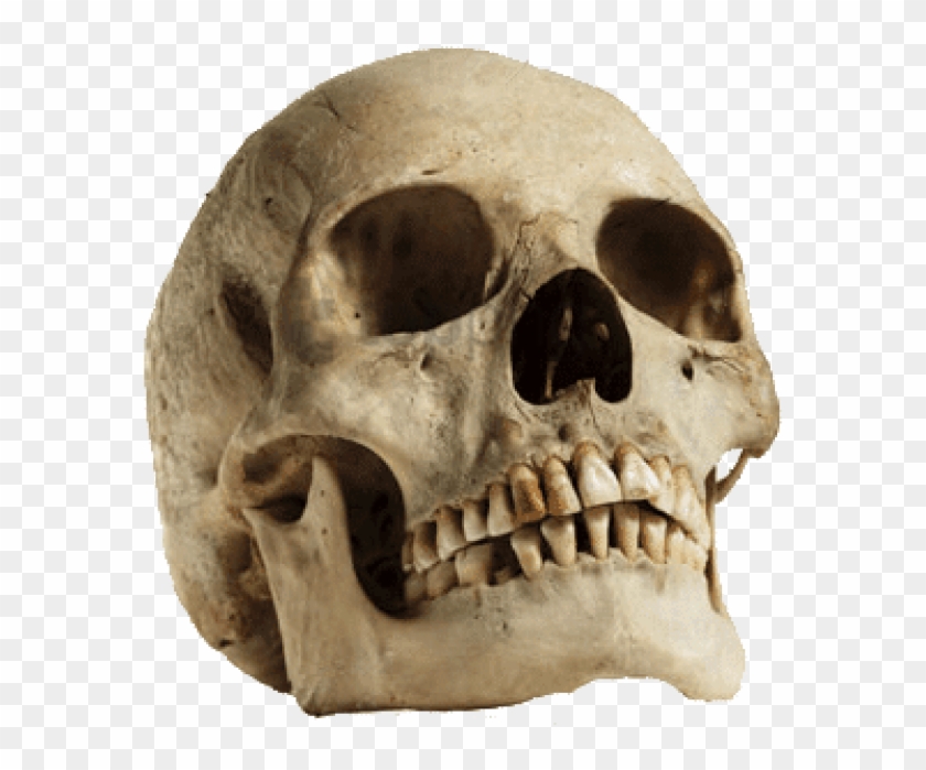 Free Png Download Human Skull Looking Up Png Images - Sagittal Crest On Human Skull Clipart #2914782