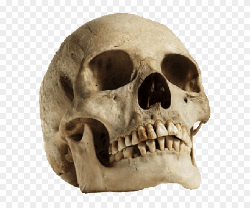 Free Png Download Human Skull Looking Up Png Images - Sagittal Crest On Human Skull Clipart #2914782