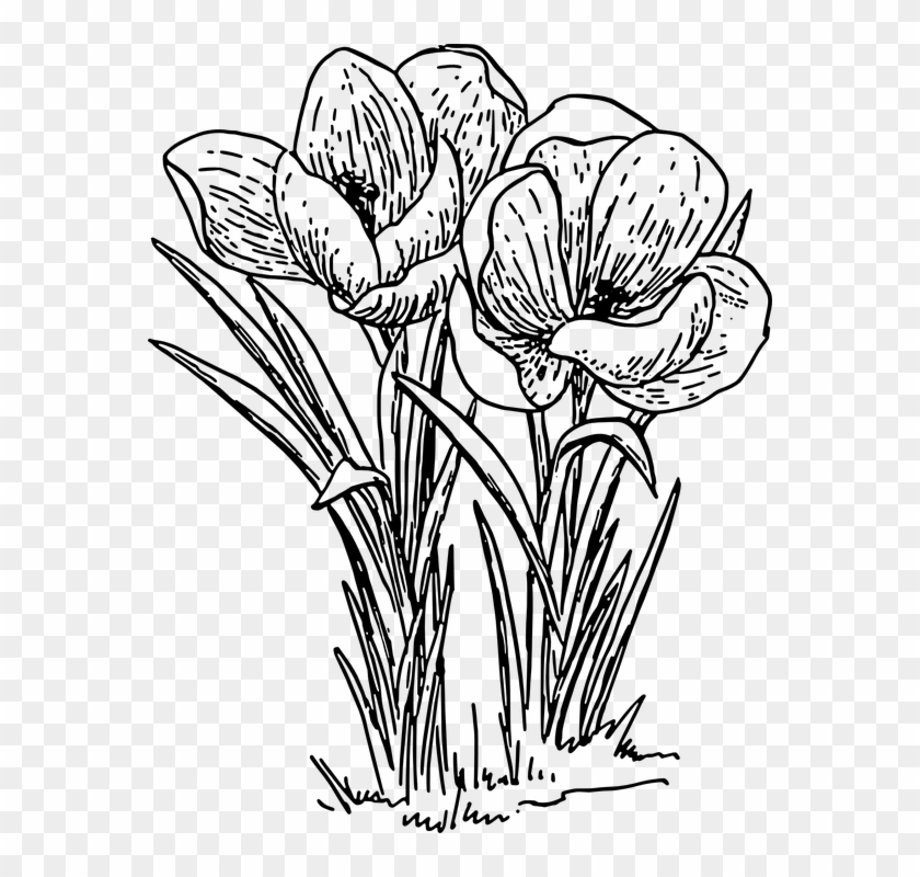 Crocus Clipart Detailed Flower - Plant With Flowers Drawing - Png Download