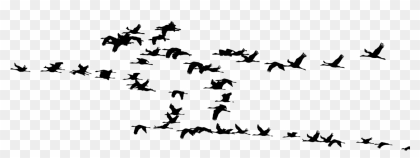 Flock Cranes Birds Animals Png Image - Vögel Im Sonnenuntergang Clipart #2915455