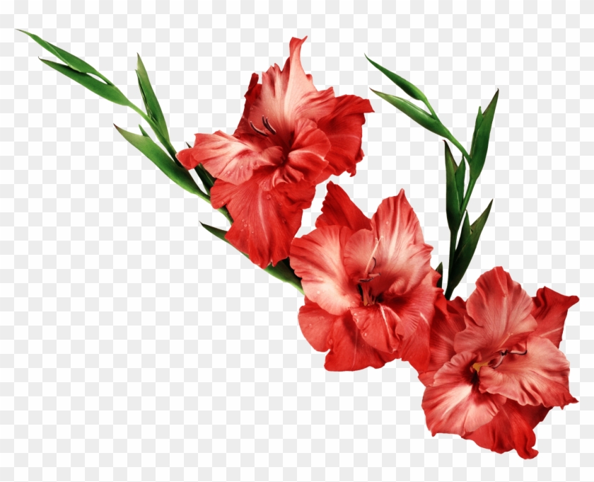 Gladiolus Png Clipart Png Mart - Gladiolus Transparent Background #2915492