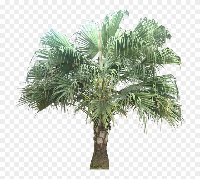 Tropical Plant Pictures - Livistona Chinensis Png Format Clipart