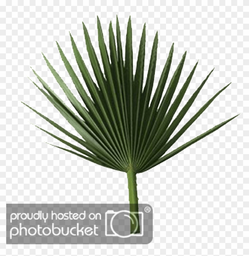 Palm Tree Leaves Png - Sabal Palm Leaf Clipart