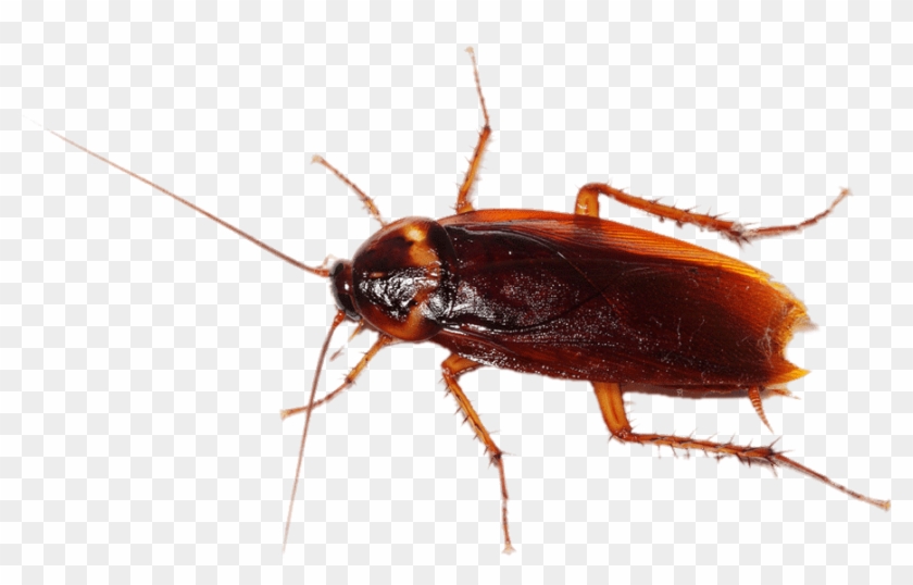 Cockroach - Cockroach Transparent Background Clipart #2918103