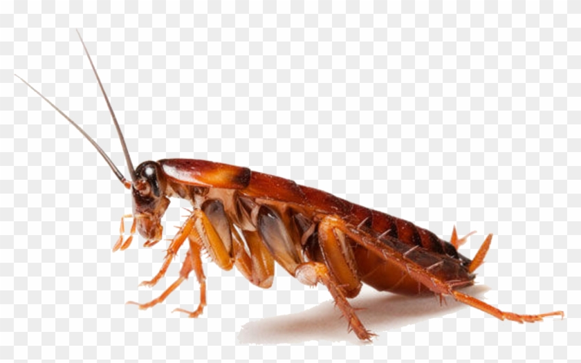 Download Cockroach Png Clipart - Cockroaches In Uae Transparent Png