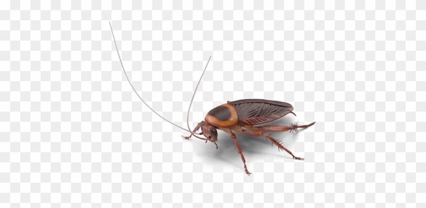 Roach Png Transparent Image - Cockroach Clipart