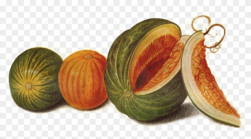 Pumpkins Vector Watercolor - Gooseberry Clipart #2919396