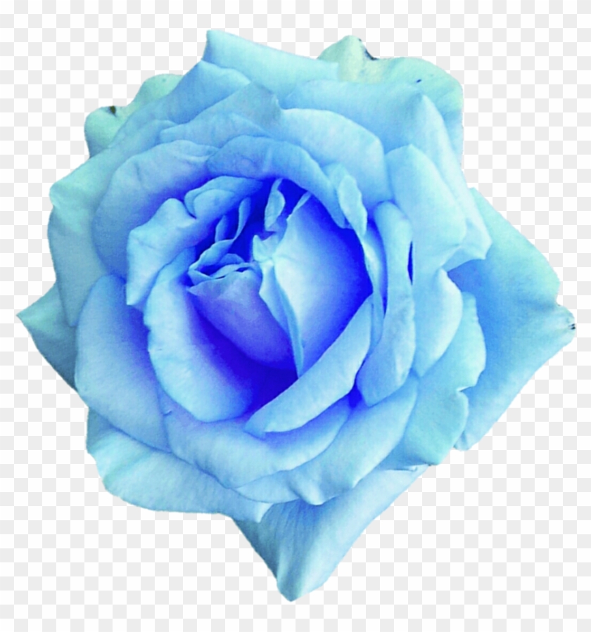 Blue Rose Clipart