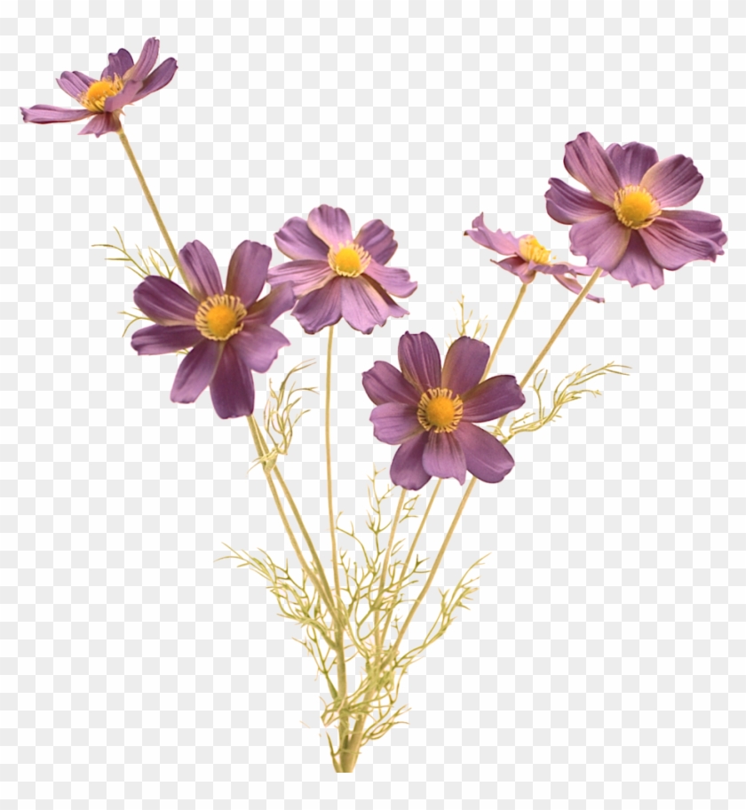 Cosmos Flower Png - Good Morning Angel Clipart #2920369
