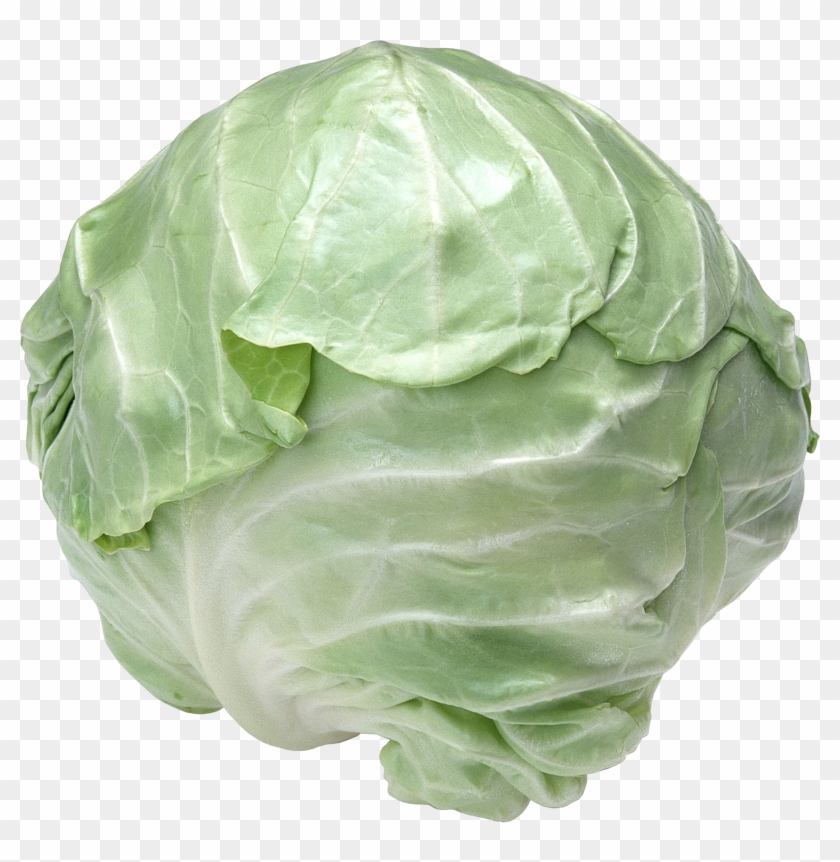 Cabbage - Cabbage Png Clipart #2920419