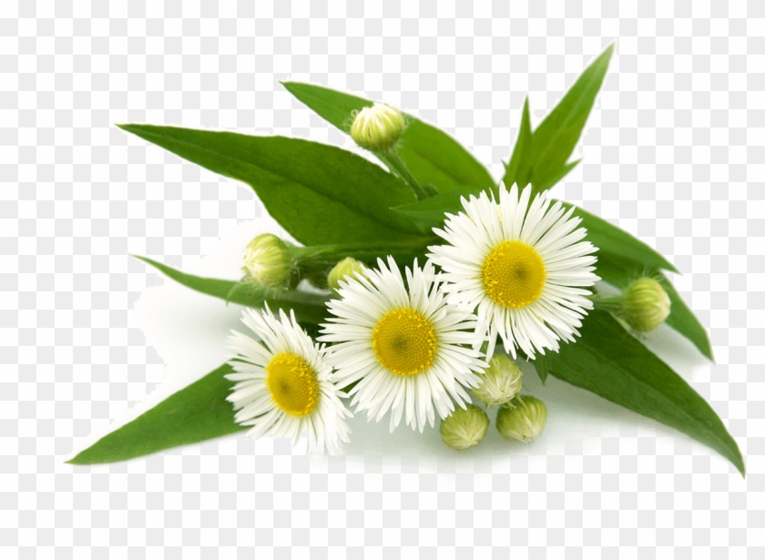 Image - Roman Chamomile Vs German Chamomile Clipart #2920424