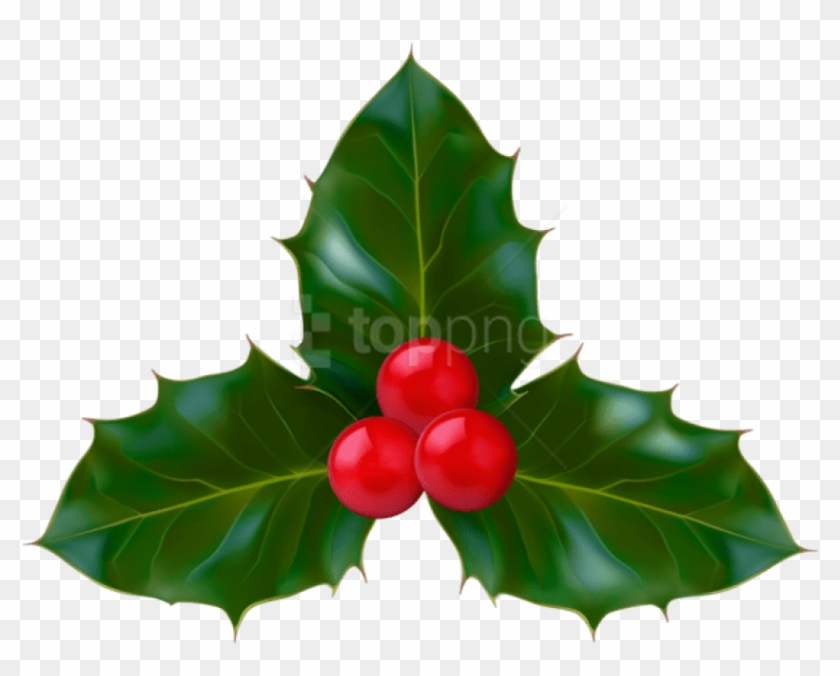 Free Png Christmas Holly Png - American Holly Clipart #2920513