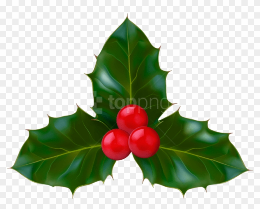 Free Png Christmas Holly Png - American Holly Clipart