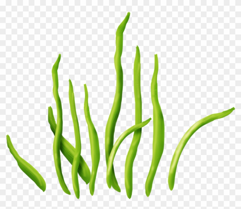 Seaweed Clipart Clear Background - Illustration - Png Download #2920607