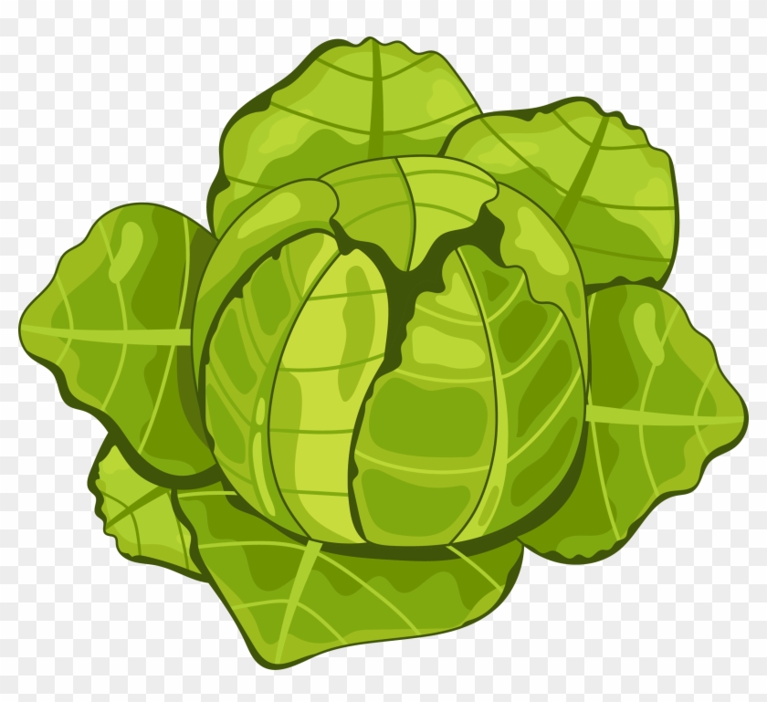 Cabbage Clipart Organic - Cabbage - Png Download