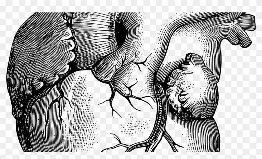 Anatomic Heart Clipart #2920739