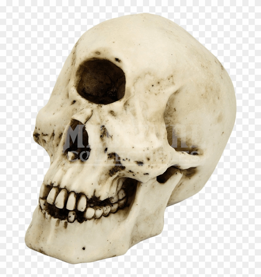 Skull Of A Cyclops Clipart #2921198