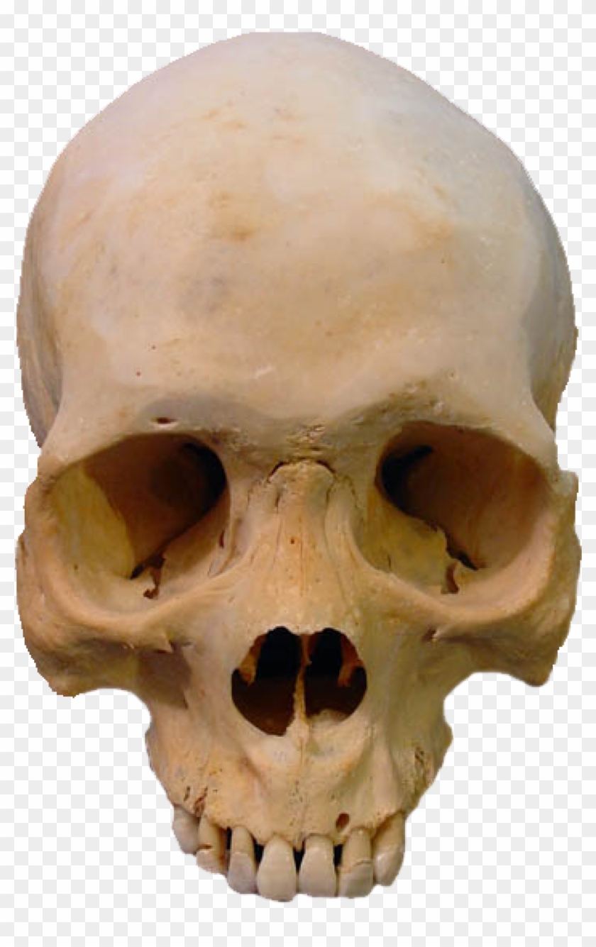 Skull Clip Art Skulls Transprent Png Free Ⓒ - Real Human Skull Png Transparent Png #2921395