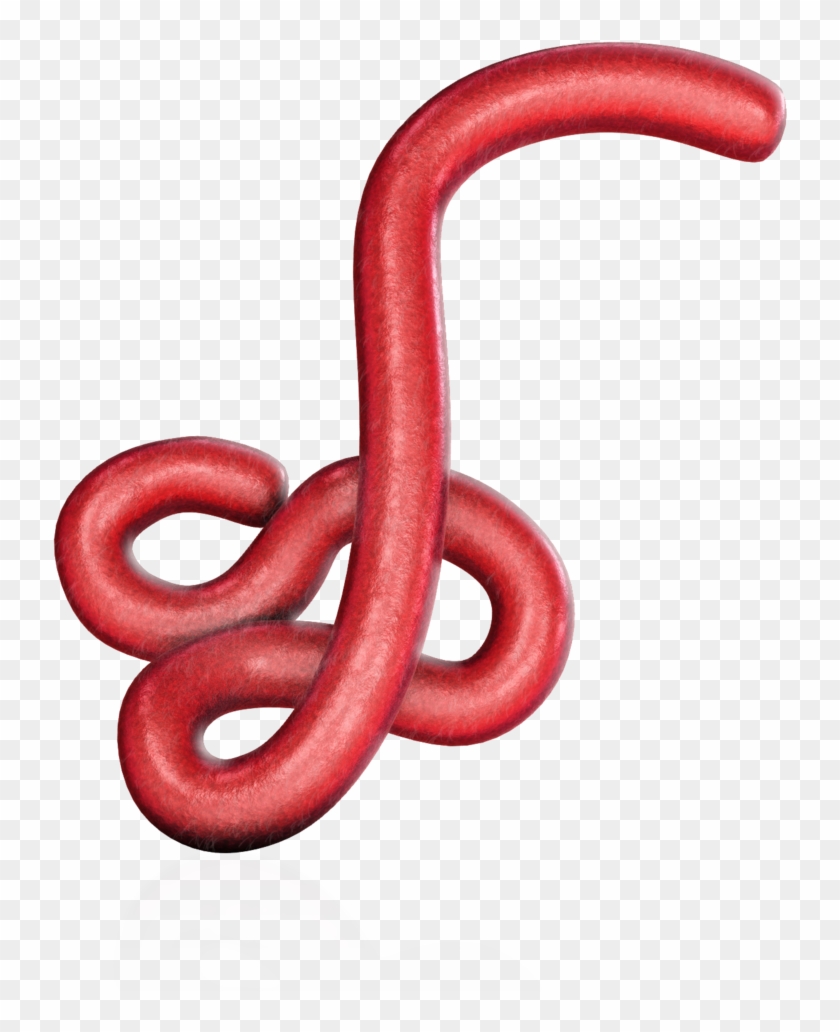 Ebola Virus - Western Slender Blind Snake Clipart #2922250